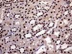 XRN2 Antibody in Immunohistochemistry (Paraffin) (IHC (P))