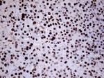 XRN2 Antibody in Immunohistochemistry (Paraffin) (IHC (P))