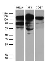 XRN2 Antibody in Western Blot (WB)