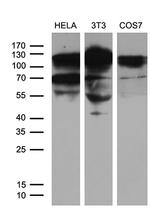 XRN2 Antibody in Western Blot (WB)