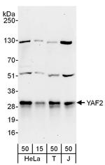 YAF2 Antibody in Western Blot (WB)