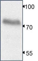 YAP1 Antibody in Western Blot (WB)