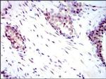 YAP1 Antibody in Immunohistochemistry (Paraffin) (IHC (P))