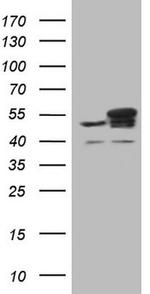 YBX1 Antibody in Western Blot (WB)