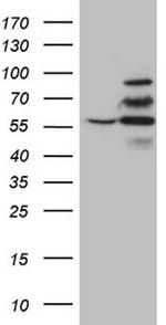 YME1L1 Antibody in Western Blot (WB)