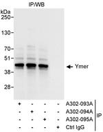 Ymer Antibody in Immunoprecipitation (IP)