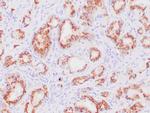 Prostein Antibody in Immunohistochemistry (Paraffin) (IHC (P))