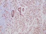 NKX3.1 Antibody in Immunohistochemistry (Paraffin) (IHC (P))