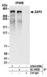 ZAP3 Antibody in Western Blot (WB)