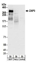 ZAP3 Antibody in Western Blot (WB)