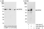 ZBTB2 Antibody in Western Blot (WB)