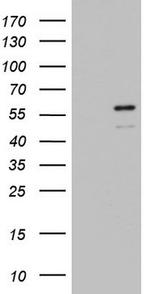 ZBTB37 Antibody in Western Blot (WB)