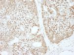 ZBTB40 Antibody in Immunohistochemistry (IHC)