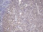 ZC3H8 Antibody in Immunohistochemistry (Paraffin) (IHC (P))