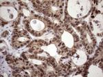 ZC3H8 Antibody in Immunohistochemistry (Paraffin) (IHC (P))