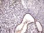 ZC3H8 Antibody in Immunohistochemistry (Paraffin) (IHC (P))