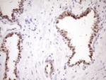 ZC3H8 Antibody in Immunohistochemistry (Paraffin) (IHC (P))