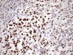 ZC3H8 Antibody in Immunohistochemistry (Paraffin) (IHC (P))