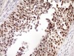 ZC3H8 Antibody in Immunohistochemistry (Paraffin) (IHC (P))