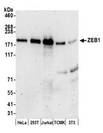 ZEB1 Antibody in Western Blot (WB)