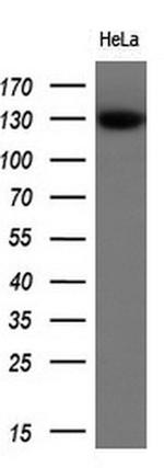 ZEB1 Antibody in Western Blot (WB)