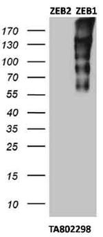 ZEB1 Antibody in Western Blot (WB)