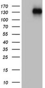 ZEB1 Antibody in Western Blot (WB)