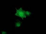 ZFAND2B Antibody in Immunocytochemistry (ICC/IF)