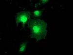 ZFAND2B Antibody in Immunocytochemistry (ICC/IF)