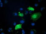 ZFAND2B Antibody in Immunocytochemistry (ICC/IF)