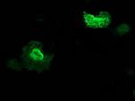 ZFAND2B Antibody in Immunocytochemistry (ICC/IF)