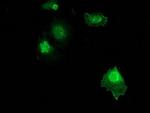 ZFAND2B Antibody in Immunocytochemistry (ICC/IF)