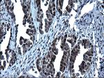 ZFAND3 Antibody in Immunohistochemistry (Paraffin) (IHC (P))