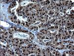 ZFAND3 Antibody in Immunohistochemistry (Paraffin) (IHC (P))