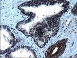 ZFAND3 Antibody in Immunohistochemistry (Paraffin) (IHC (P))