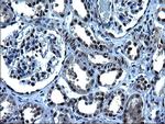 ZFAND3 Antibody in Immunohistochemistry (Paraffin) (IHC (P))