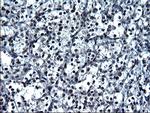 ZFAND3 Antibody in Immunohistochemistry (Paraffin) (IHC (P))