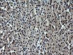 ZFAND3 Antibody in Immunohistochemistry (Paraffin) (IHC (P))