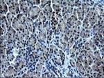 ZFAND3 Antibody in Immunohistochemistry (Paraffin) (IHC (P))