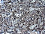 ZFAND3 Antibody in Immunohistochemistry (Paraffin) (IHC (P))