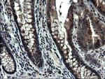 ZFAND3 Antibody in Immunohistochemistry (Paraffin) (IHC (P))