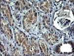 ZFAND3 Antibody in Immunohistochemistry (Paraffin) (IHC (P))