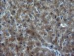 ZFAND3 Antibody in Immunohistochemistry (Paraffin) (IHC (P))