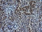 ZFAND3 Antibody in Immunohistochemistry (Paraffin) (IHC (P))