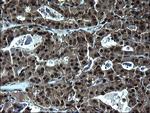 ZFAND3 Antibody in Immunohistochemistry (Paraffin) (IHC (P))