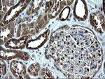 ZFAND3 Antibody in Immunohistochemistry (Paraffin) (IHC (P))