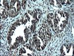 ZFAND3 Antibody in Immunohistochemistry (Paraffin) (IHC (P))