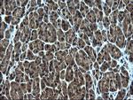 ZFAND3 Antibody in Immunohistochemistry (Paraffin) (IHC (P))