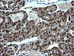 ZFAND3 Antibody in Immunohistochemistry (Paraffin) (IHC (P))