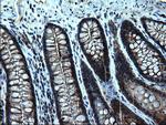 ZFAND3 Antibody in Immunohistochemistry (Paraffin) (IHC (P))